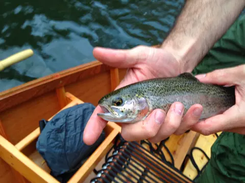 14 ft Rapid Robert: First River Run - Housatonic 11-2-13