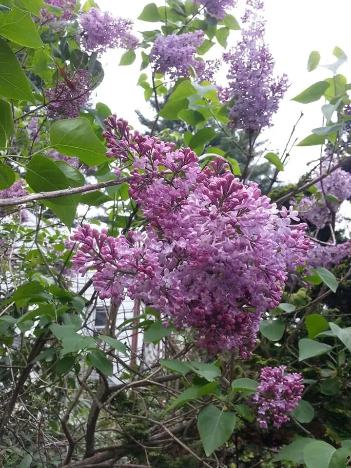 Jersey Girl: First things first: after a night and morning of drenching rain, the lilacs are in...